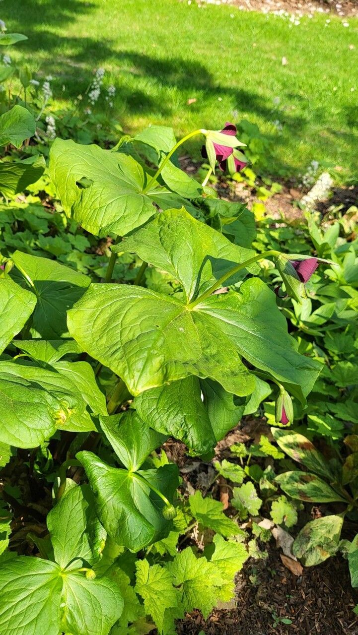 Trillium sulcatum — search result for 'Trillium'