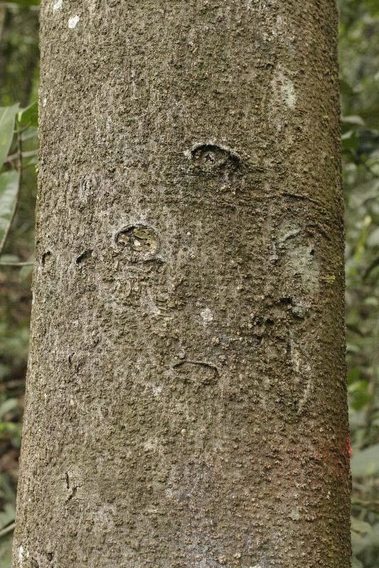 Licania robusta bark