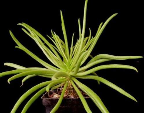 Tylecodon wallichii habit