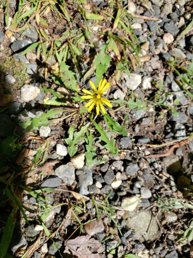 Taraxacum palustre flower