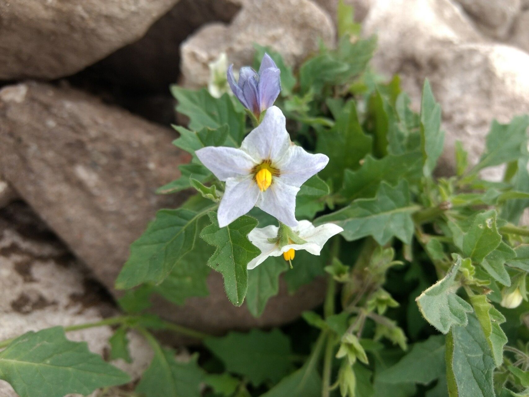 Solanum tweedieanum — houseplant care guide