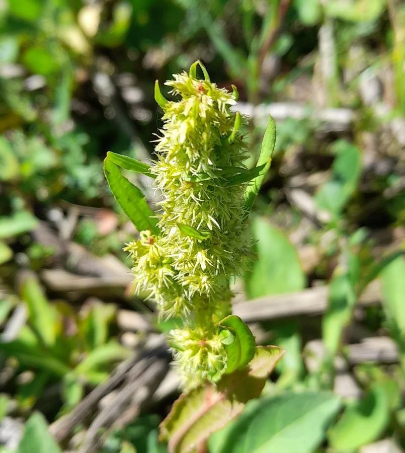 Rumex maritimus flower