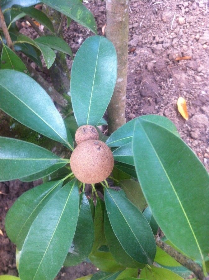 Manilkara sapota — houseplant care guide