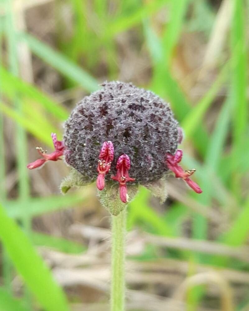 Hyptis comaroides flower