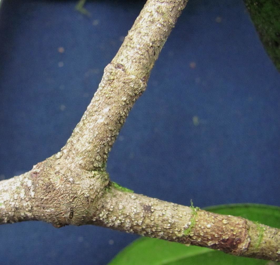 Strychnos chlorantha bark