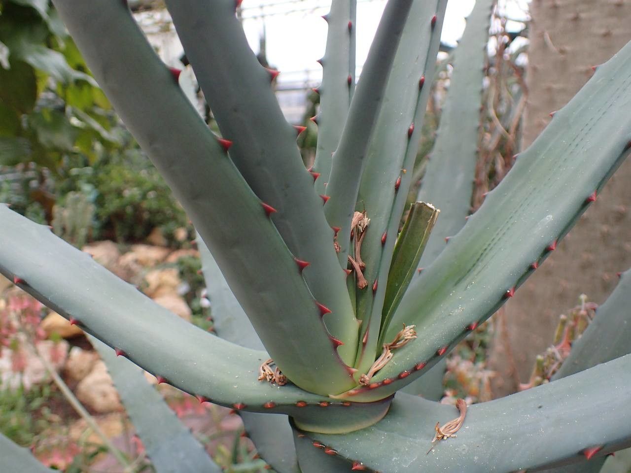 Aloe divaricata leaf