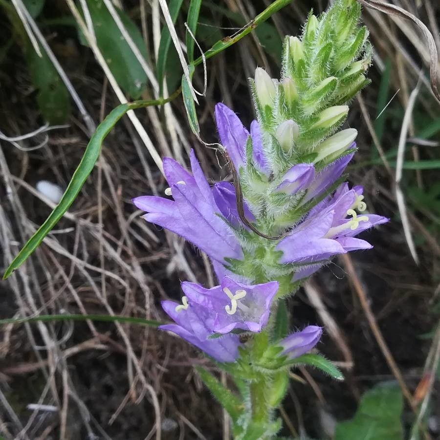 Campanula spicata flower
