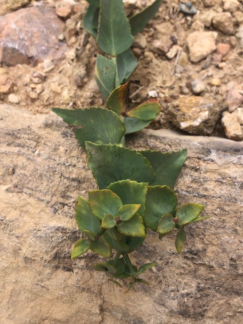 Euphorbia terracina leaf