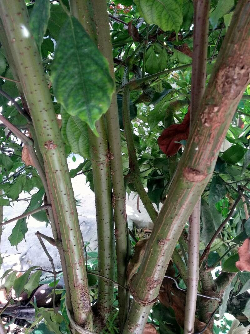 Pavonia strictiflora bark