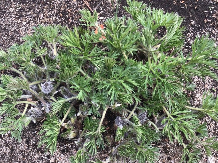 Anemone pratensis leaf