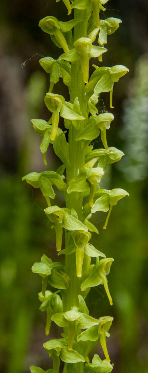 Platanthera stricta flower