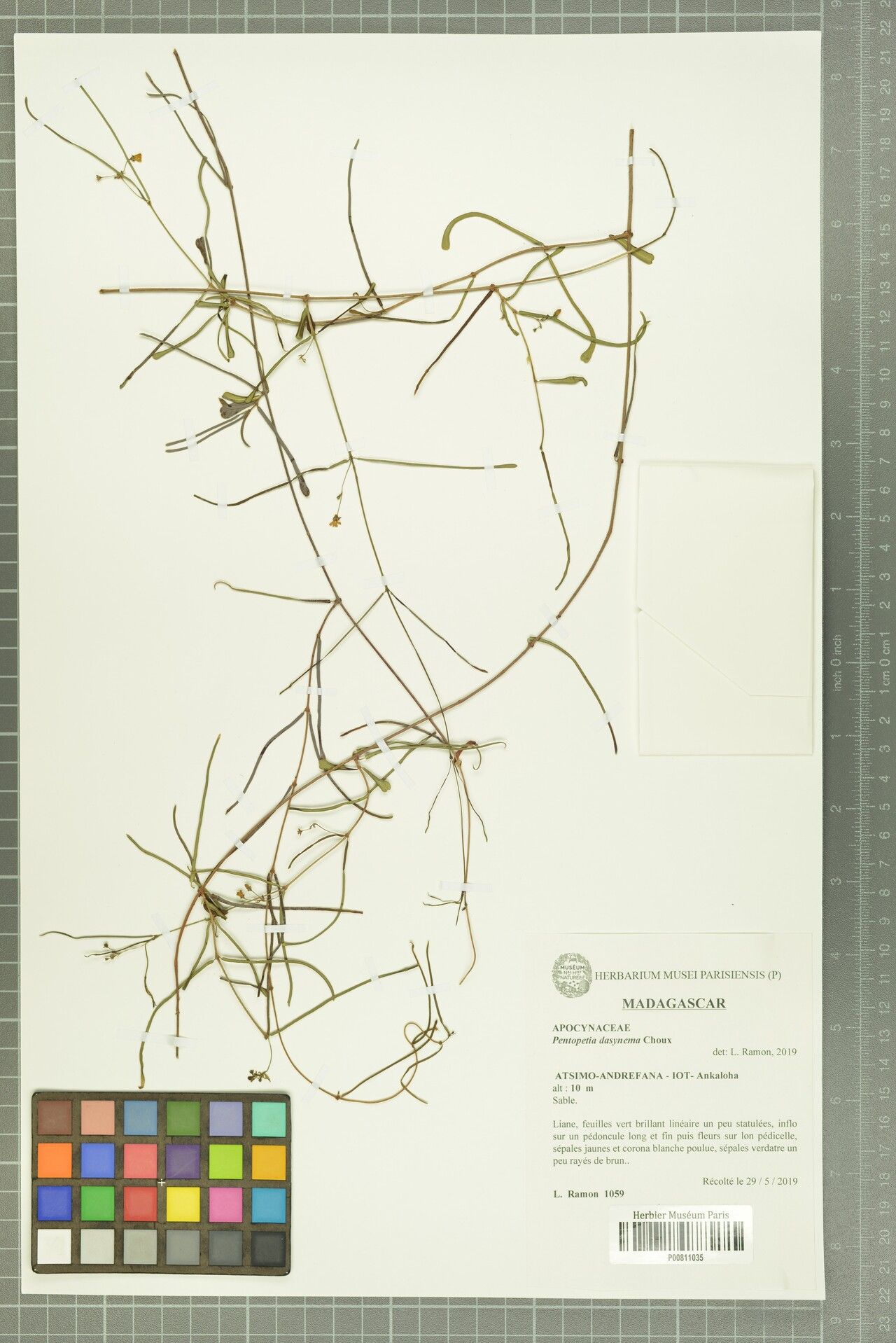 Pentopetia dasynema — related species from the same genus