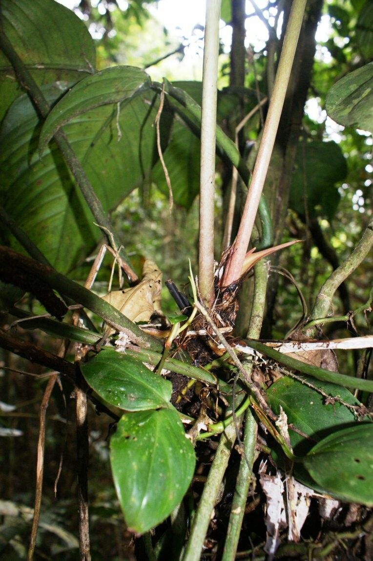 Anthurium ernesti bark