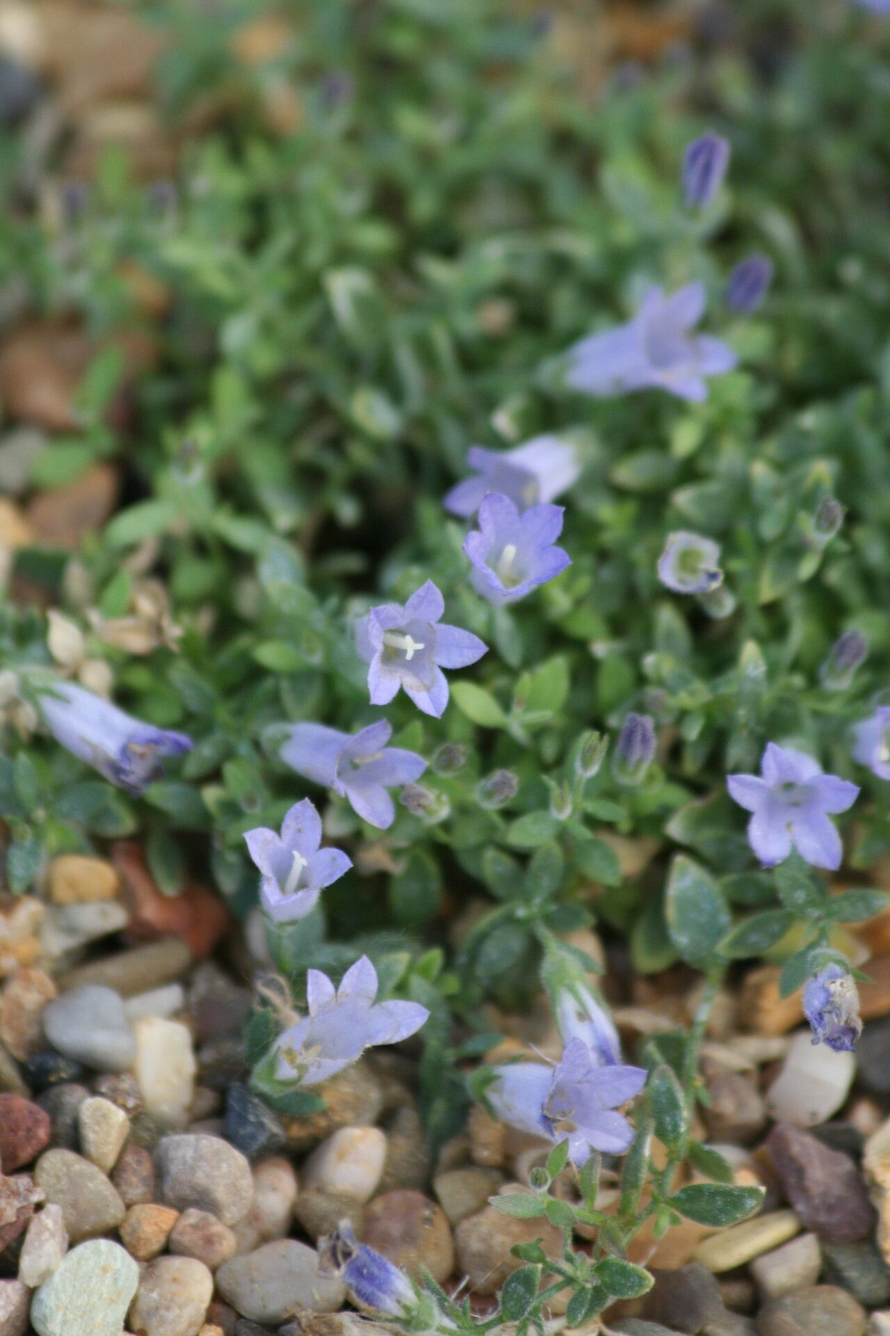 Campanula myrtifolia — houseplant care guide
