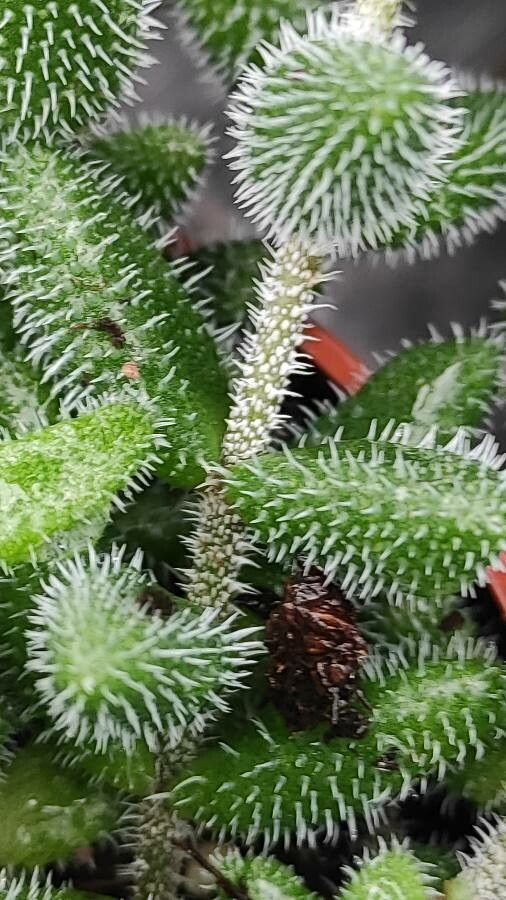 Delosperma pruinosum bark