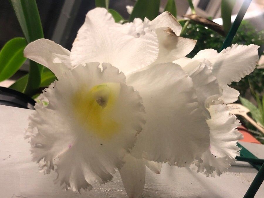Cattleya mendelii flower