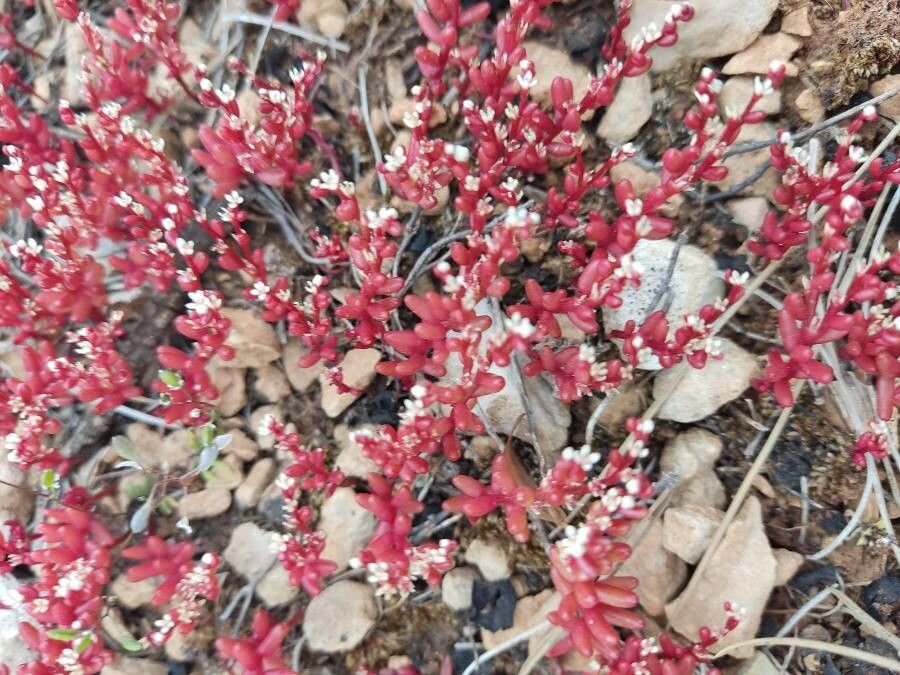 Sedum andegavense flower