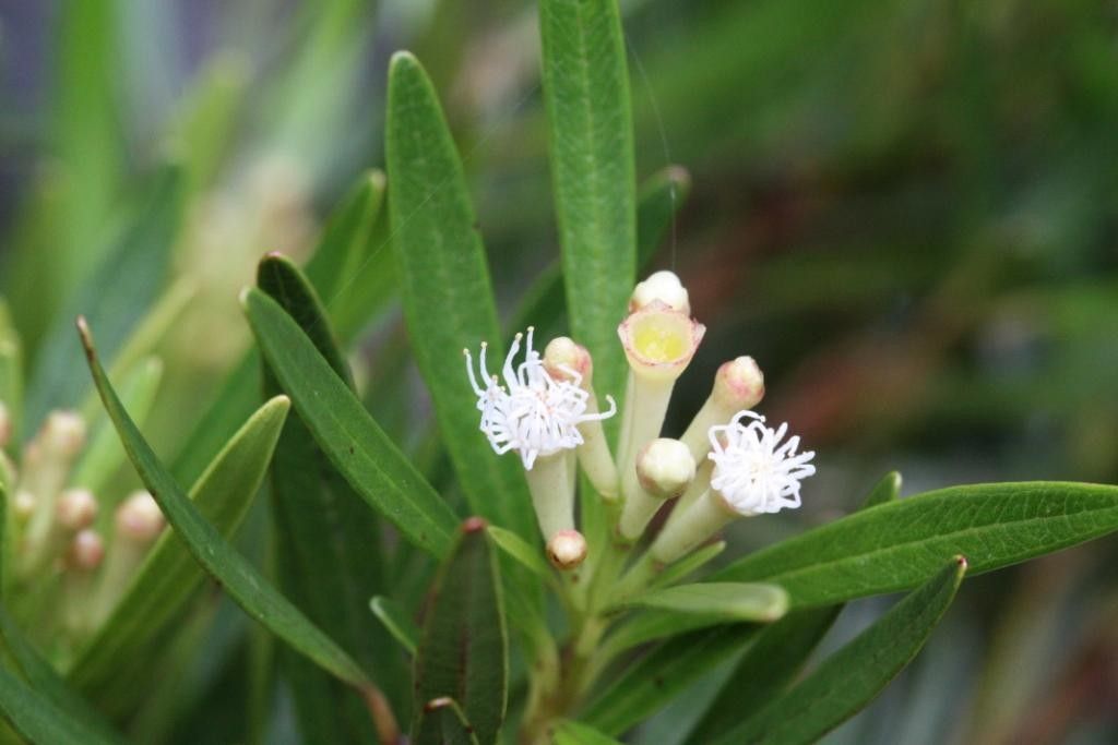 Syzygium elegans — houseplant care guide