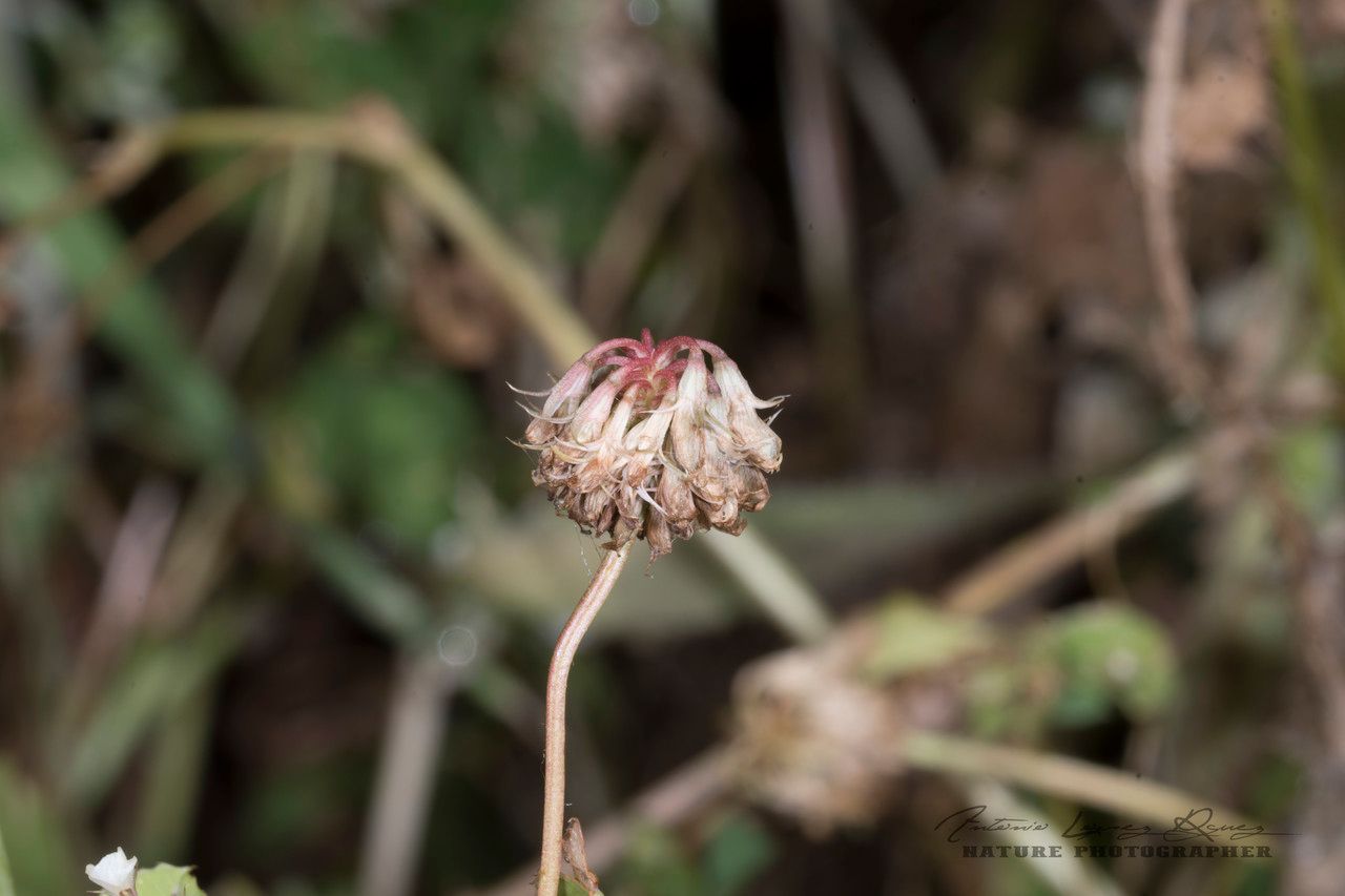Trifolium nigrescens fruit