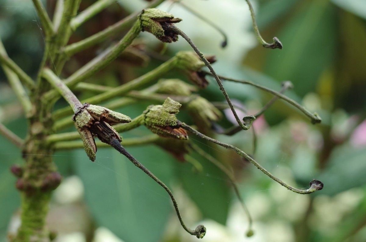 Rhododendron sinofalconeri fruit