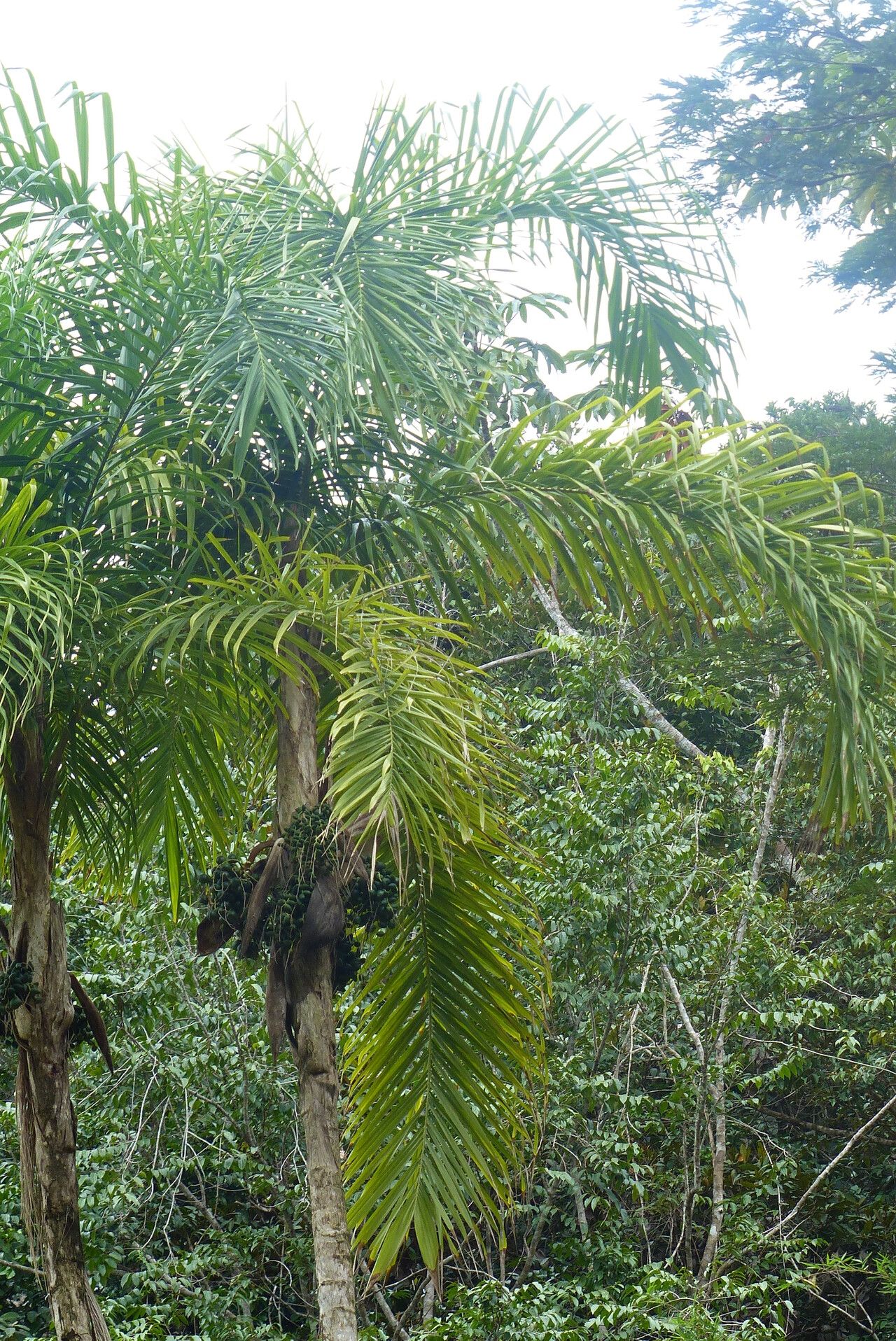 Syagrus stratincola leaf