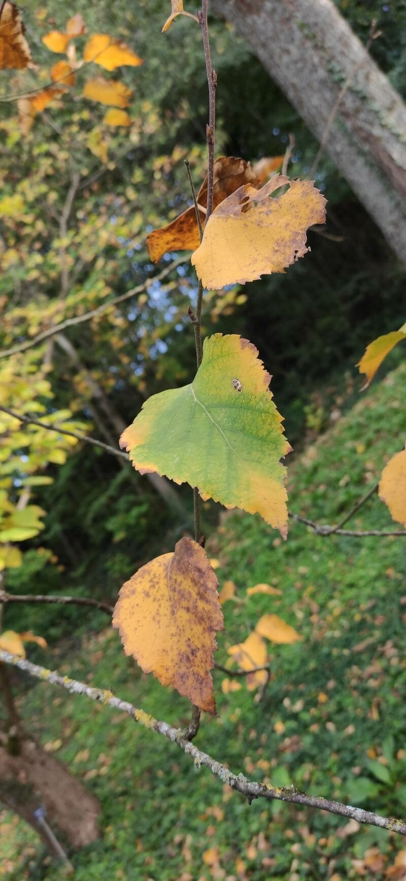 Betula tianschanica leaf