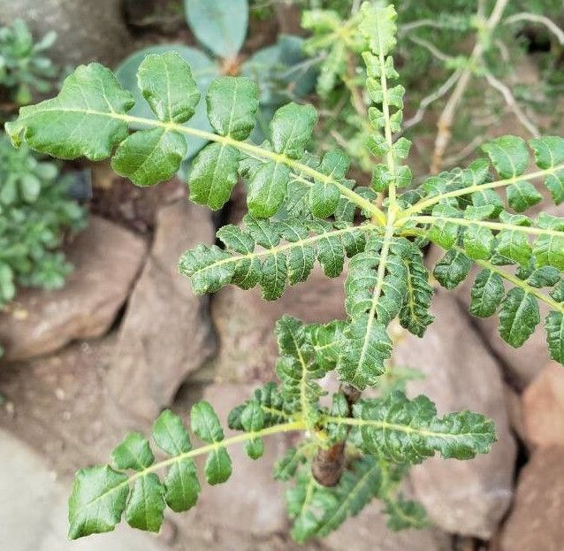 Boswellia sacra — search result for 'Oman'