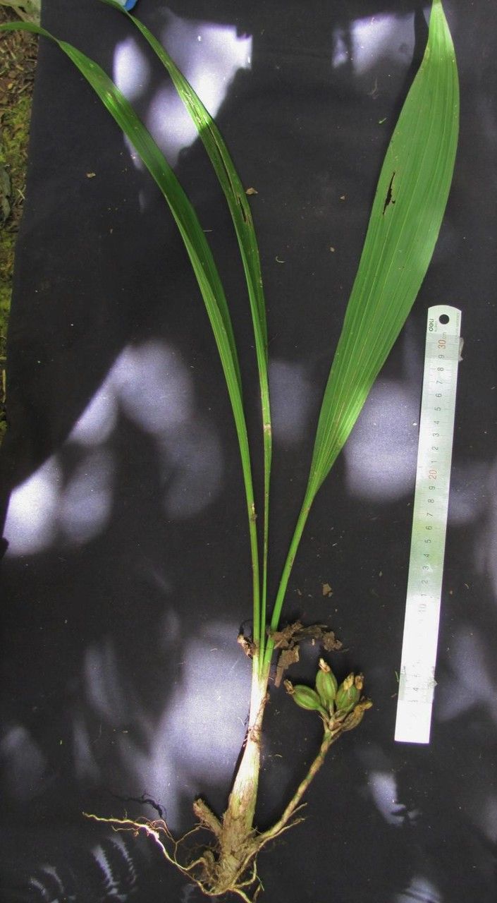 Coeliopsis hyacinthosma other