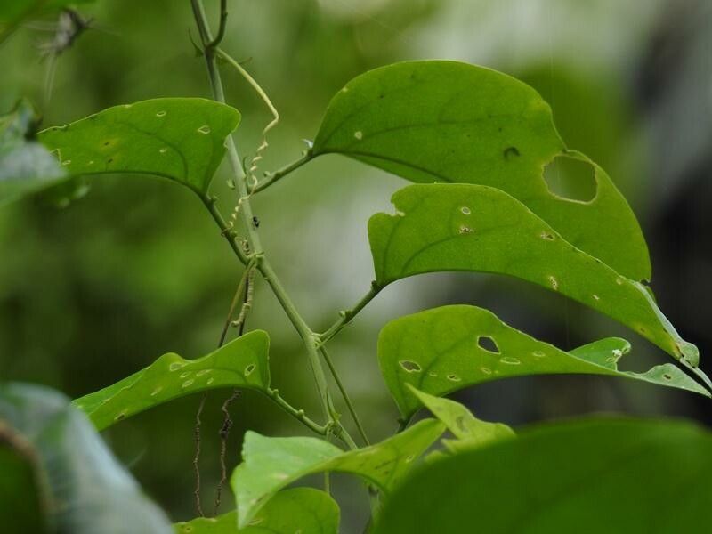 Passiflora kikiana — houseplant care guide