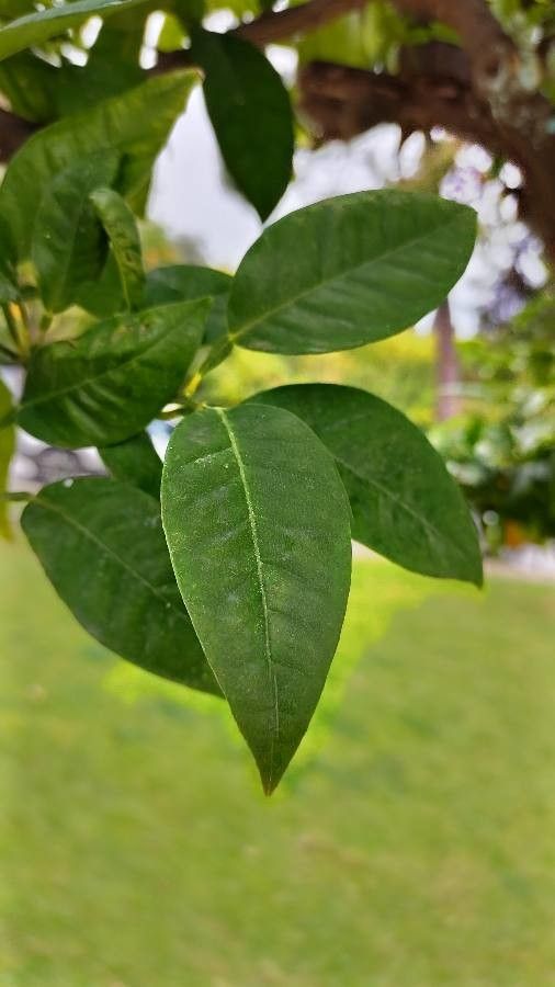 Citrus sinensis leaf