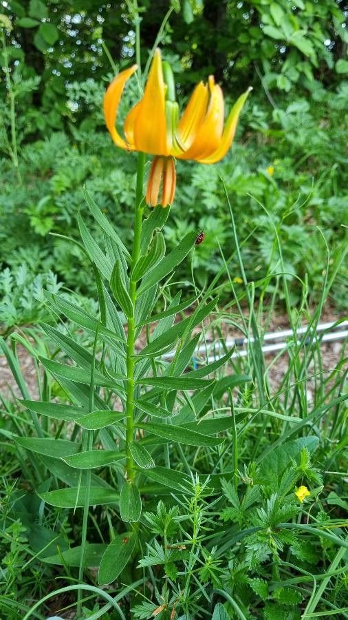 Lilium carniolicum habit