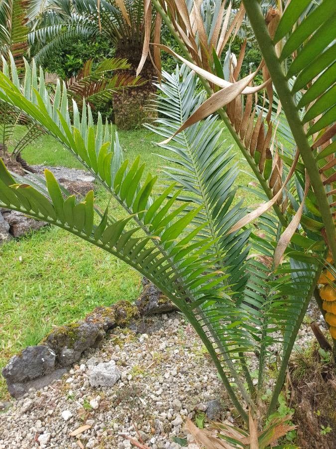 Encephalartos aplanatus — search result for 'Eswatini'