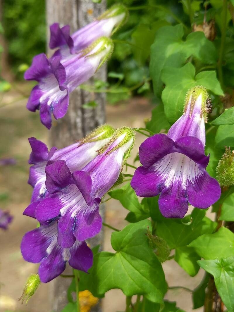 Maurandya barclayana flower