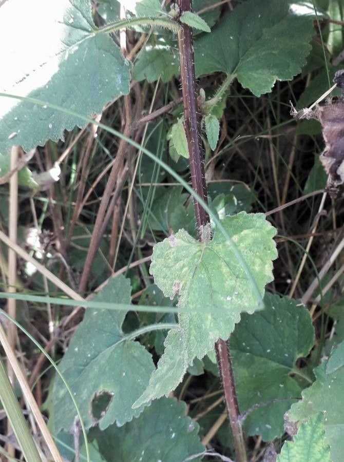 Campanula trachelium leaf