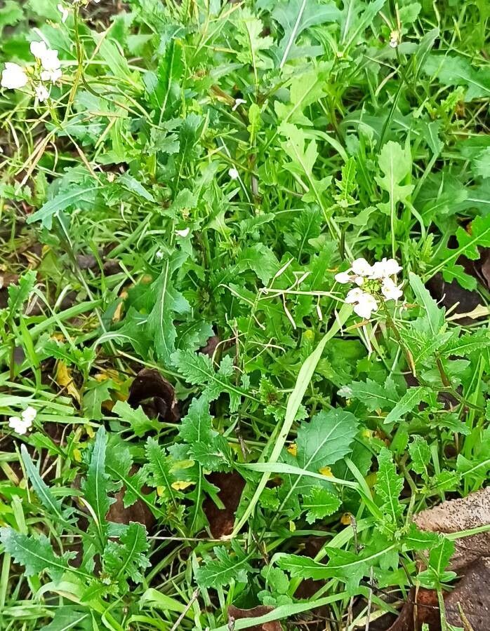 Diplotaxis erucoides leaf