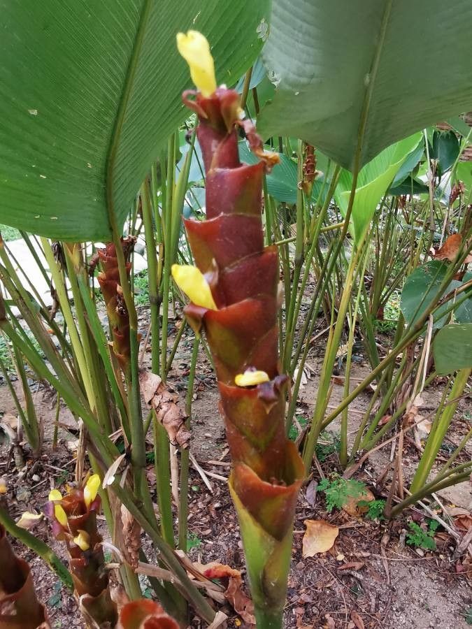 Calathea lutea flower