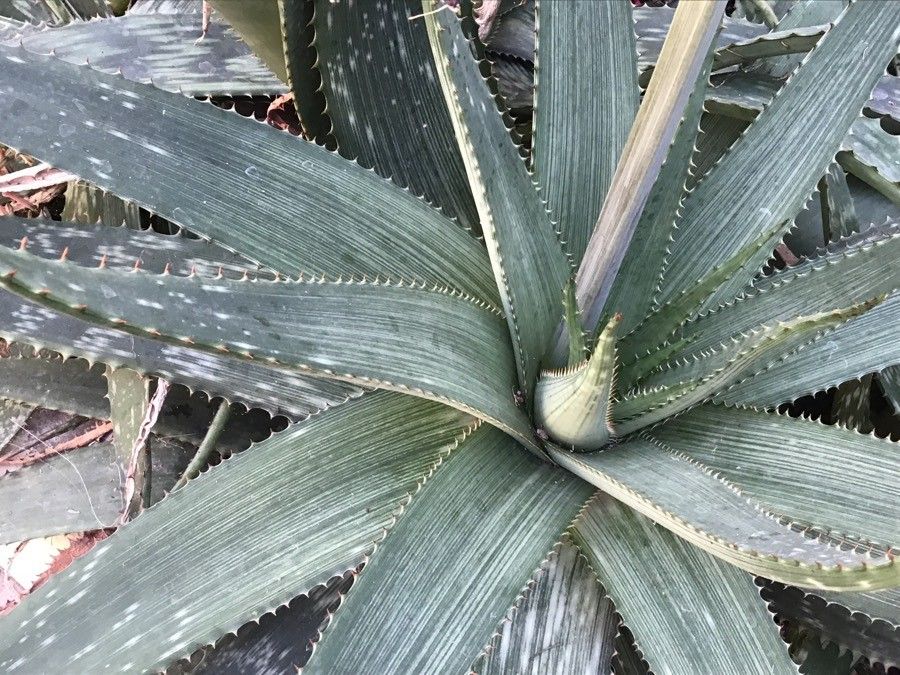 Aloe immaculata — houseplant care guide