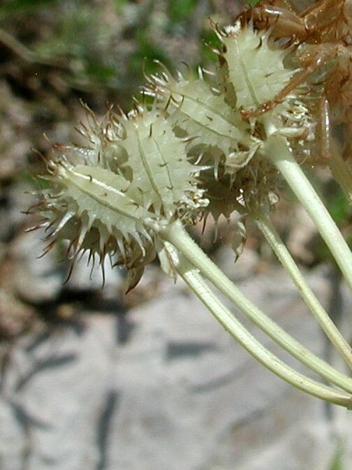 Orlaya daucoides — related species from the same genus