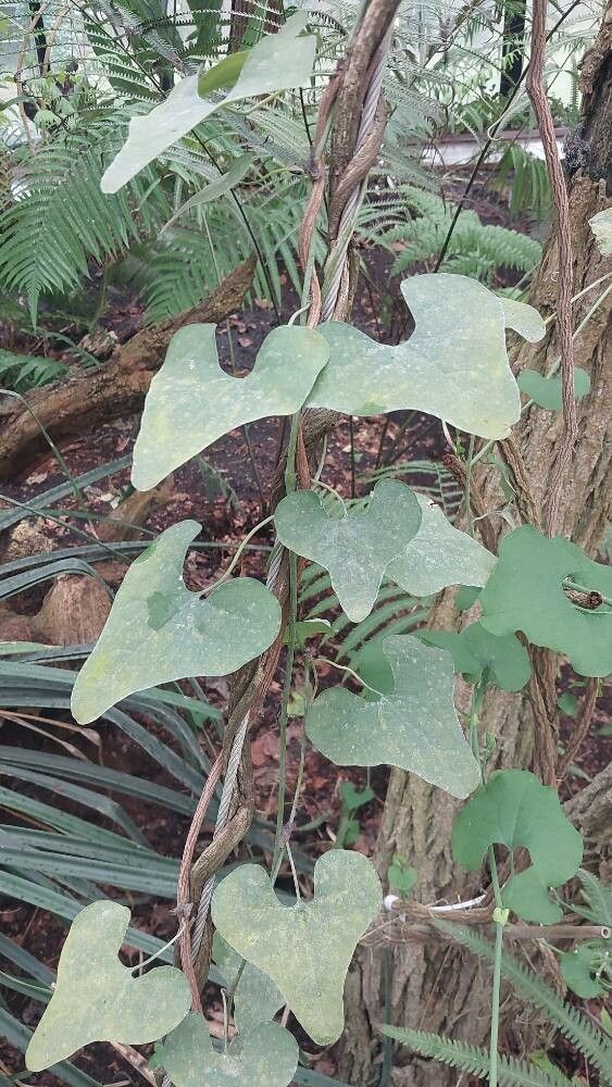 Distimake tuberosus — houseplant care guide