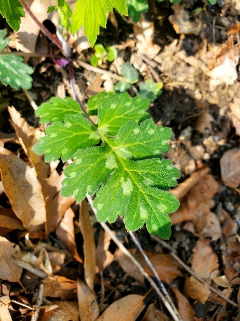 Hydrophyllum macrophyllum — search result for 'Boraginaceae'