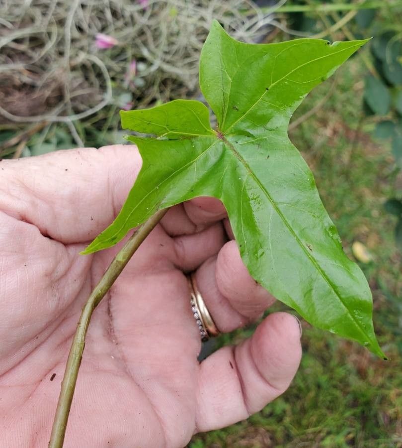 Calystegia purpurata — search result for 'Calystegia'