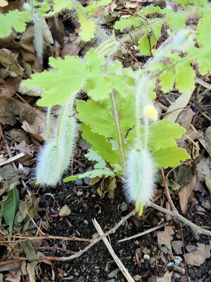 Stylophorum sutchuense fruit