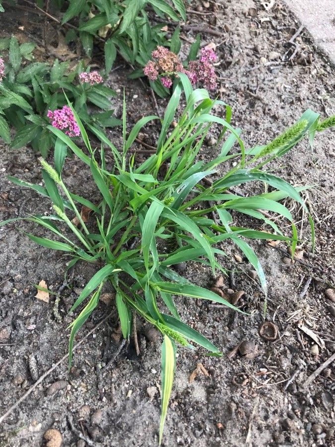 Setaria verticillata x Setaria italica subsp. viridis other