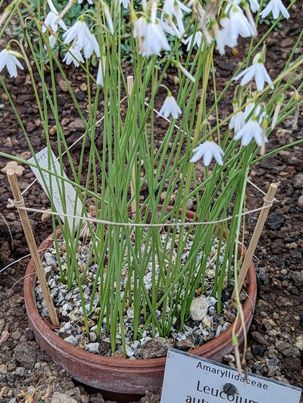 Acis autumnalis leaf