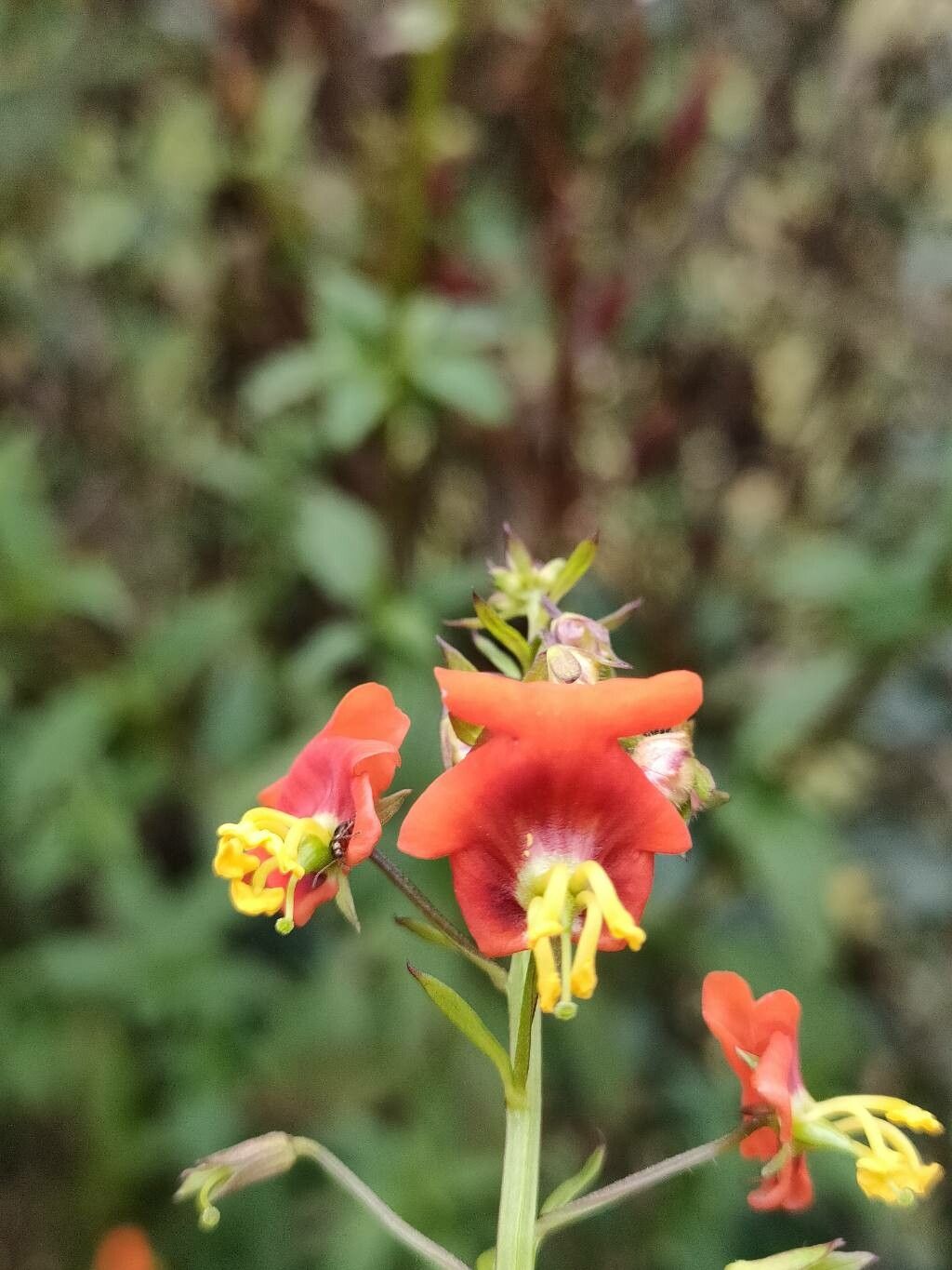 Alonsoa meridionalis flower