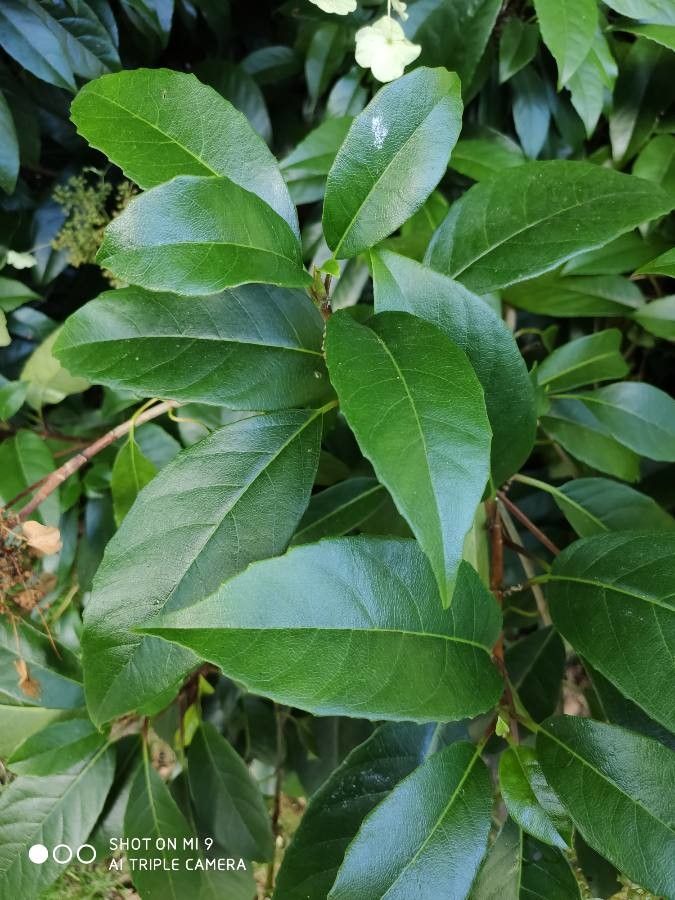 Hydrangea seemannii leaf