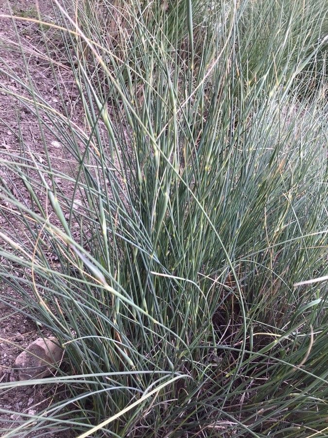 Lygeum spartum — search result for 'Algeria'