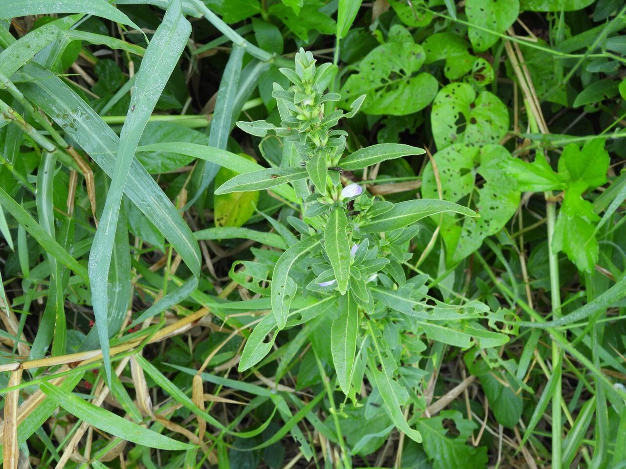 Hygrophila erecta — search result for 'Hygrophila'