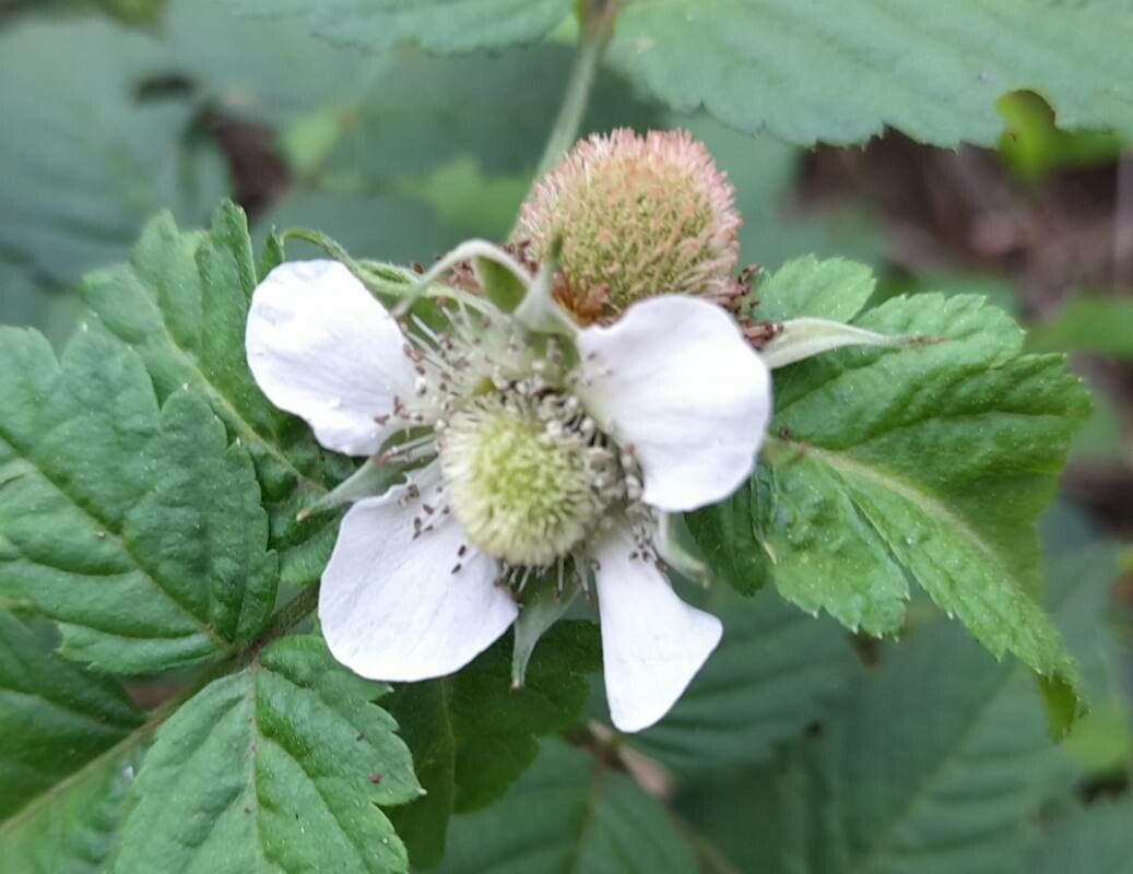 Rubus rosifolius flower