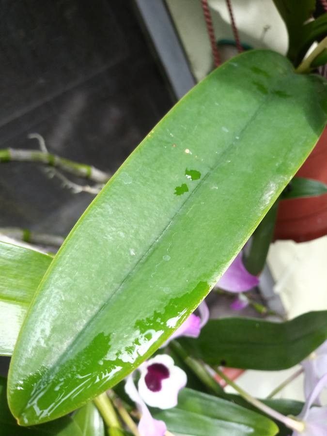 Cattleya mendelii — search result for 'Cattleya'